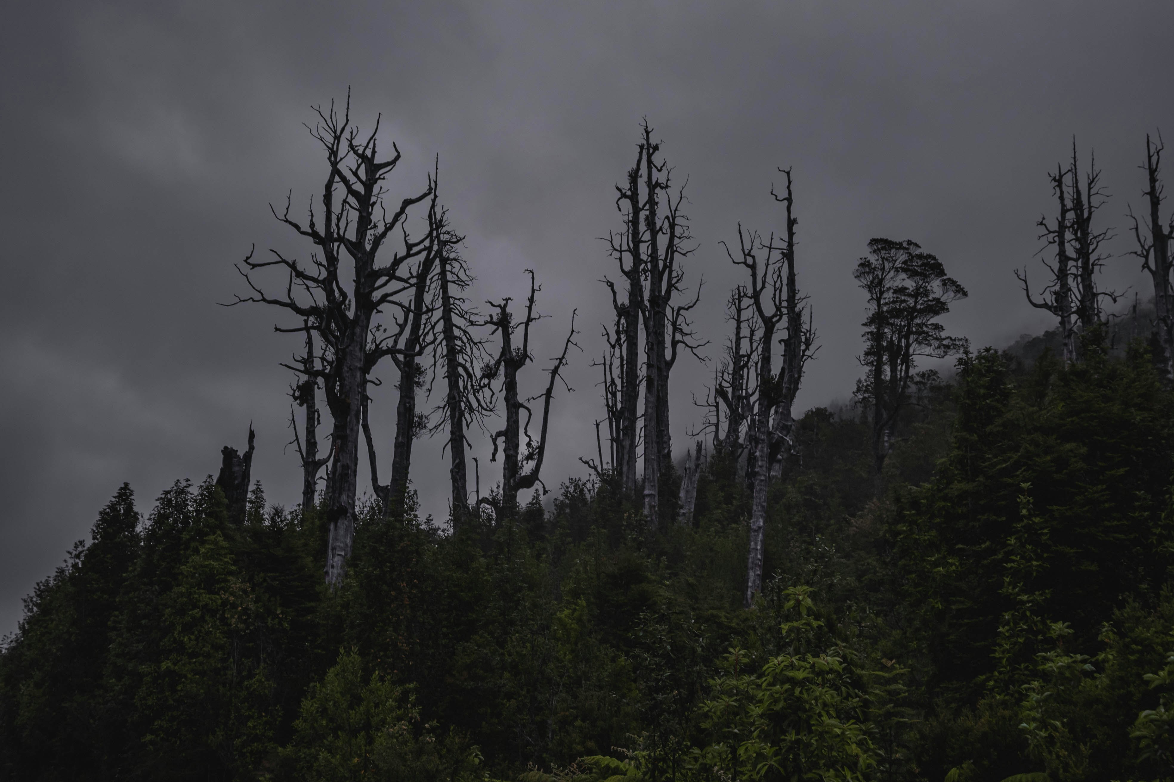 green trees under gray sky